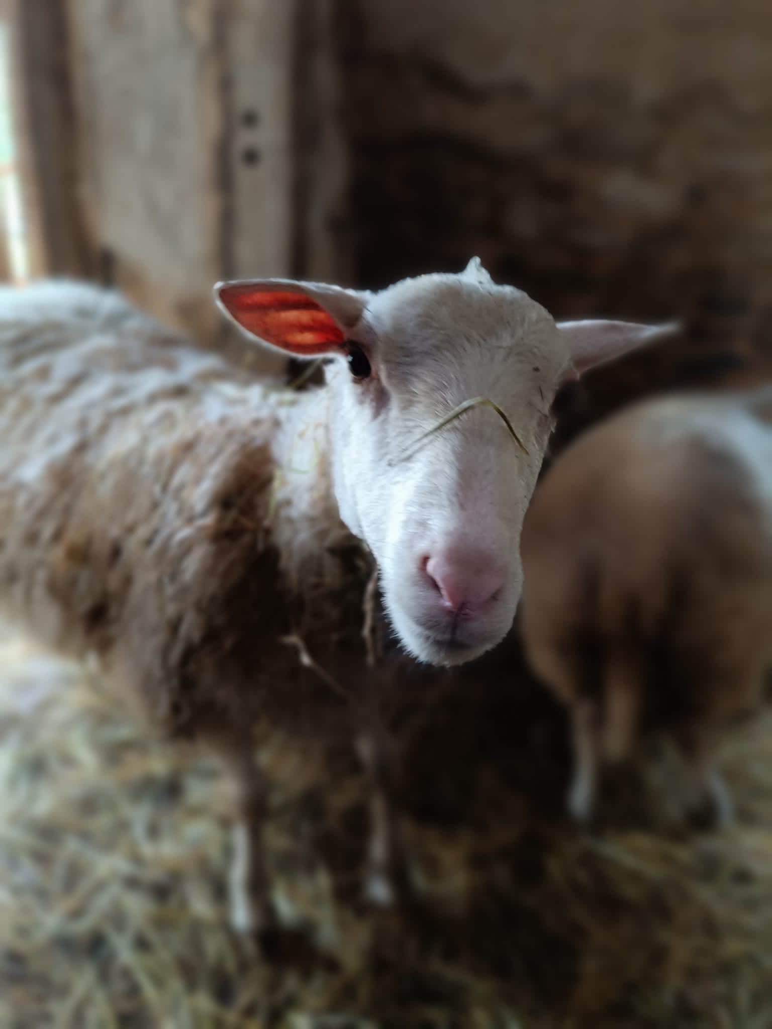 A white-faced sheep with brown wool and straw on its nose looks at the camera.