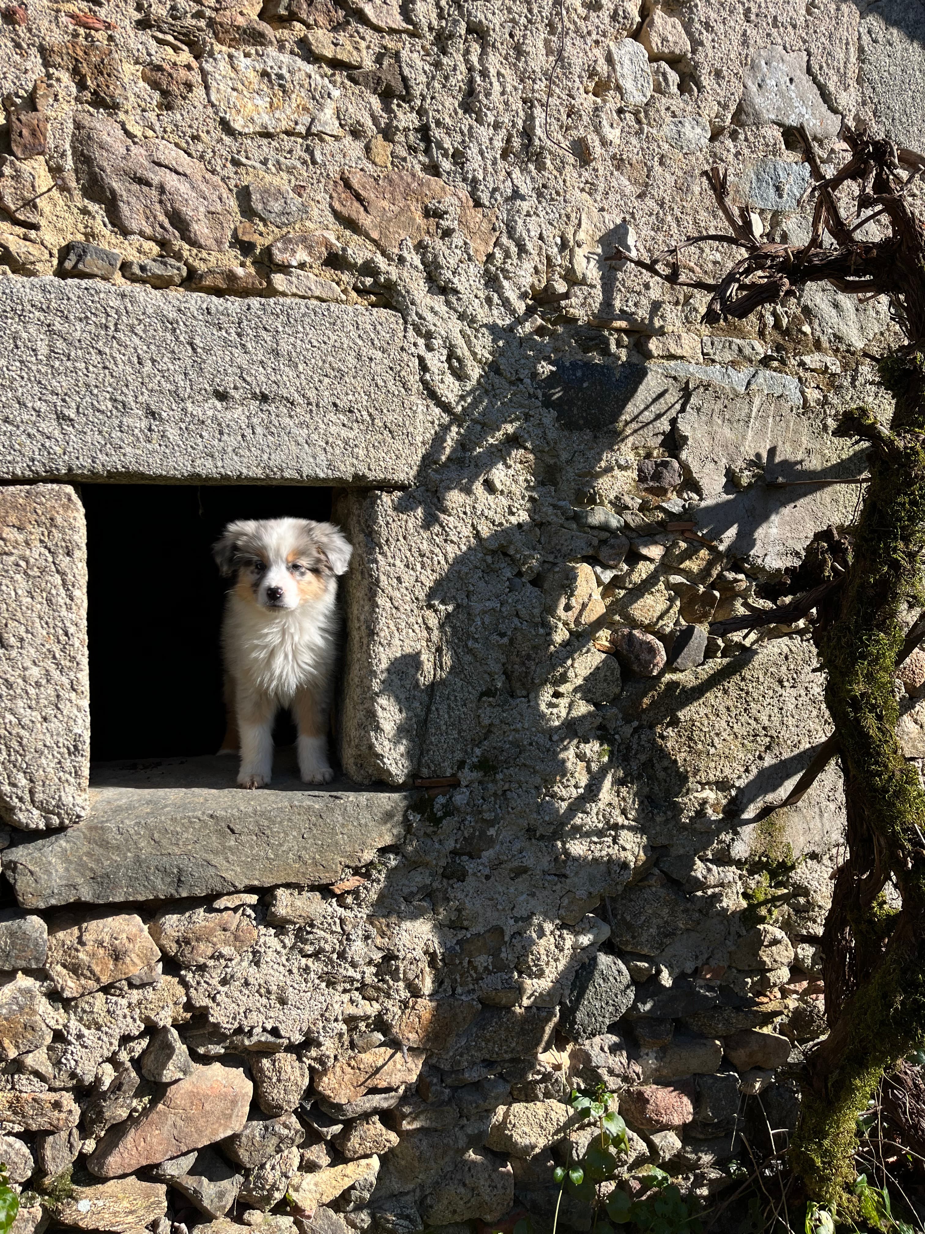 Small fluffy puppy peeking out from a rectangular stone opening in a sunlit rocky wall.