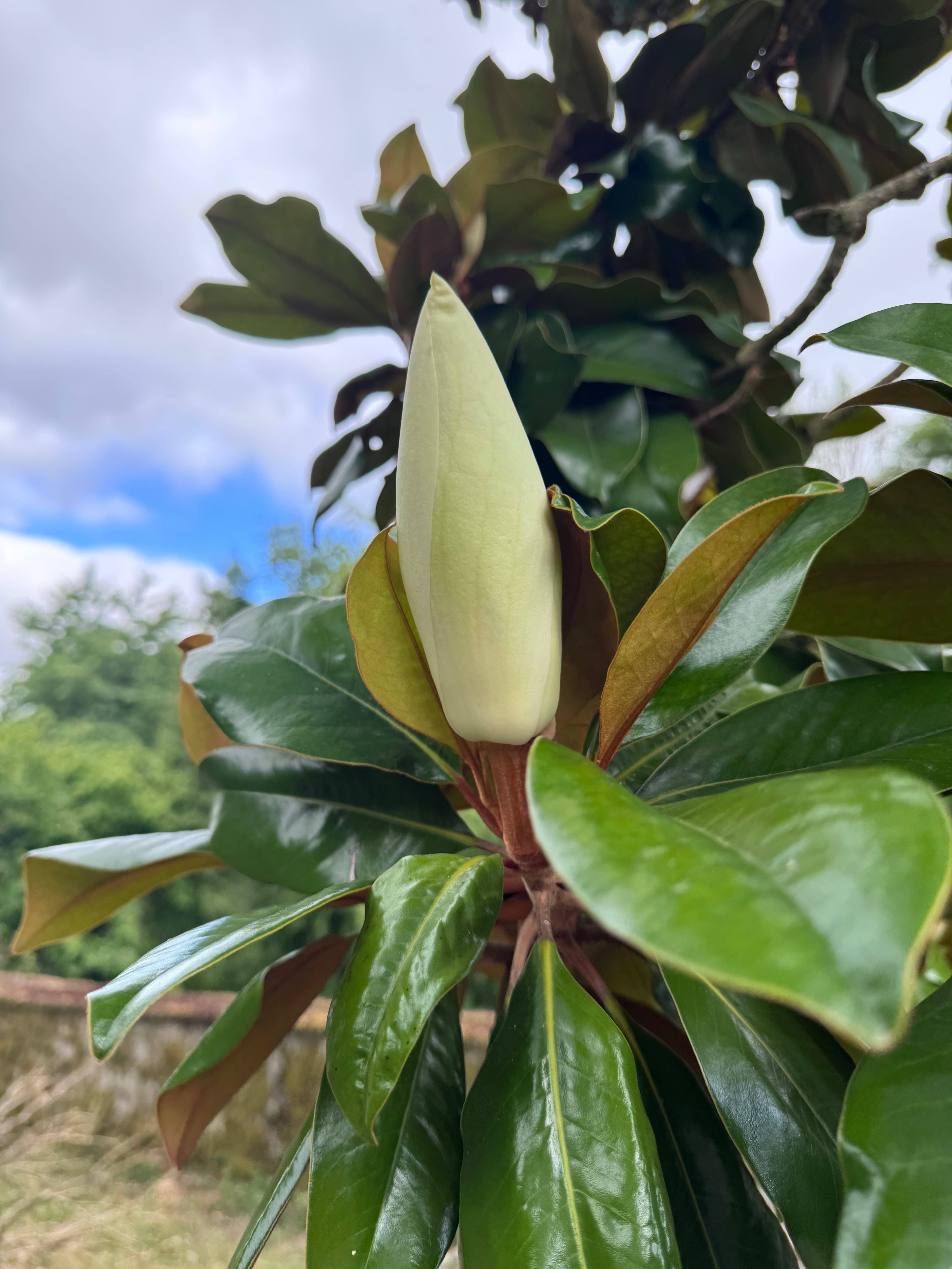 Creamy white magnolia flower bud surrounded by thick, glossy green leaves against the sky.