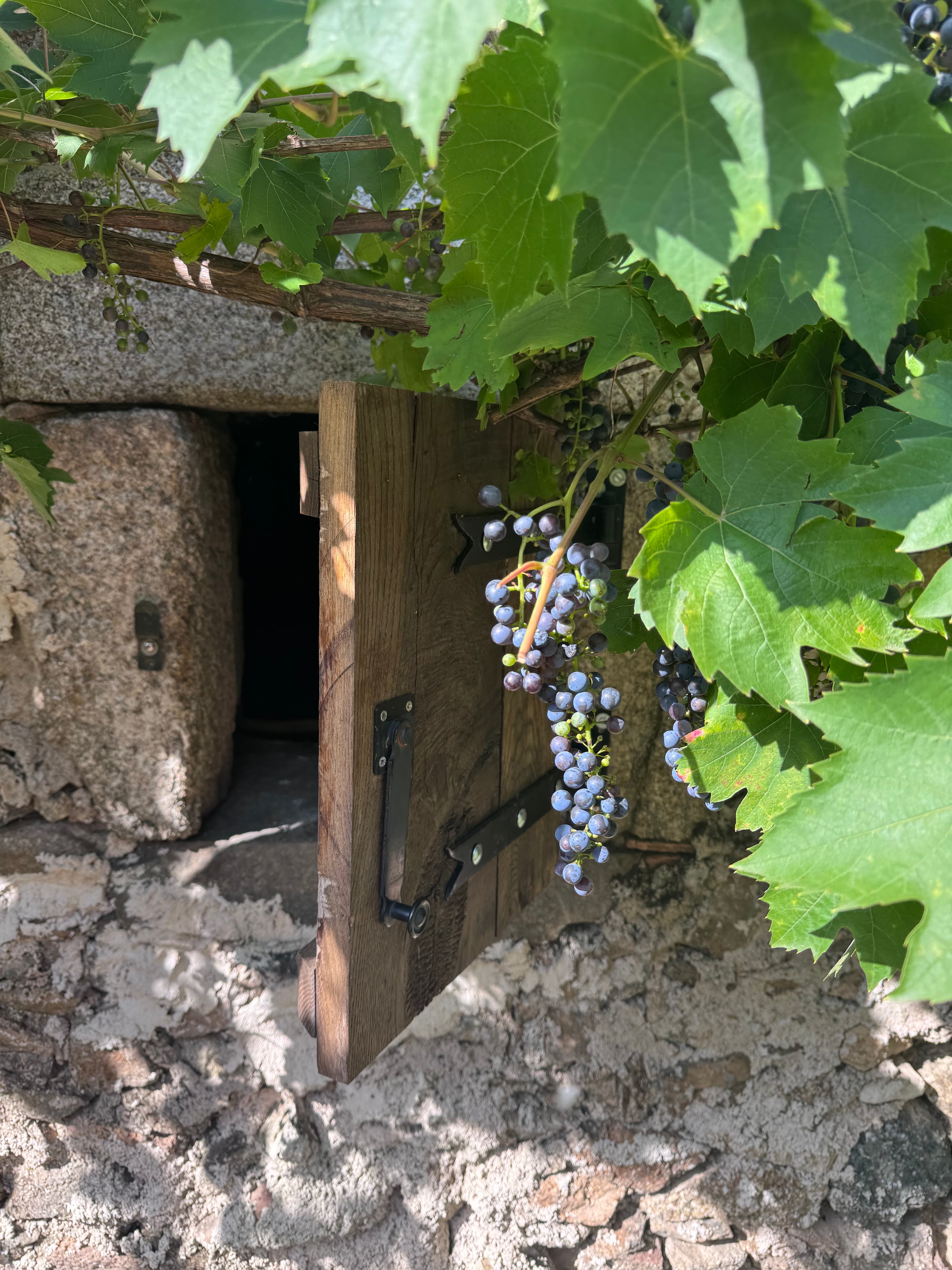 Dark purple grapes hang over a small wooden hatch set into a rustic stone wall.