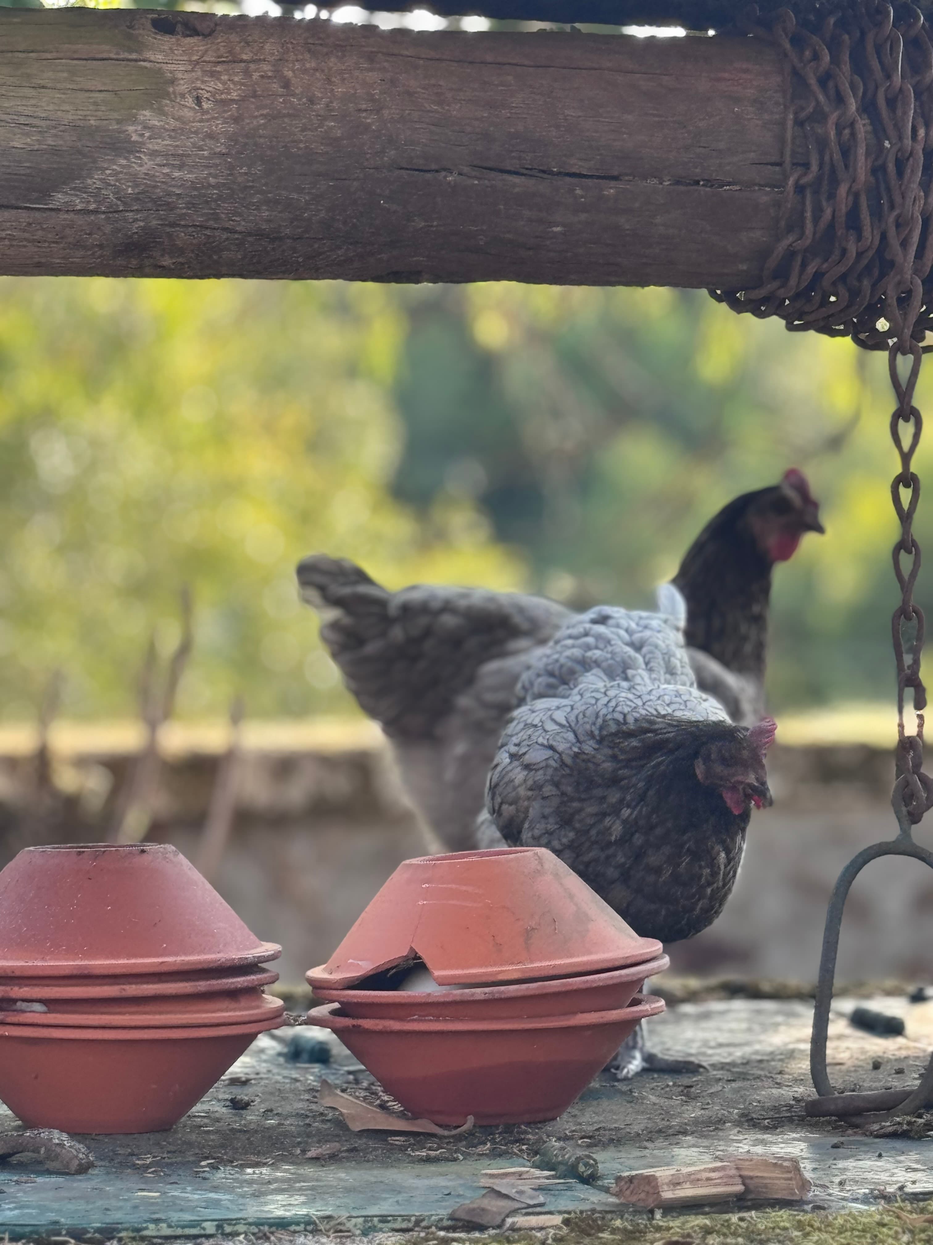 Chickens stand behind stacked terracotta bowls, one broken, under a wooden beam and rusty chain.
