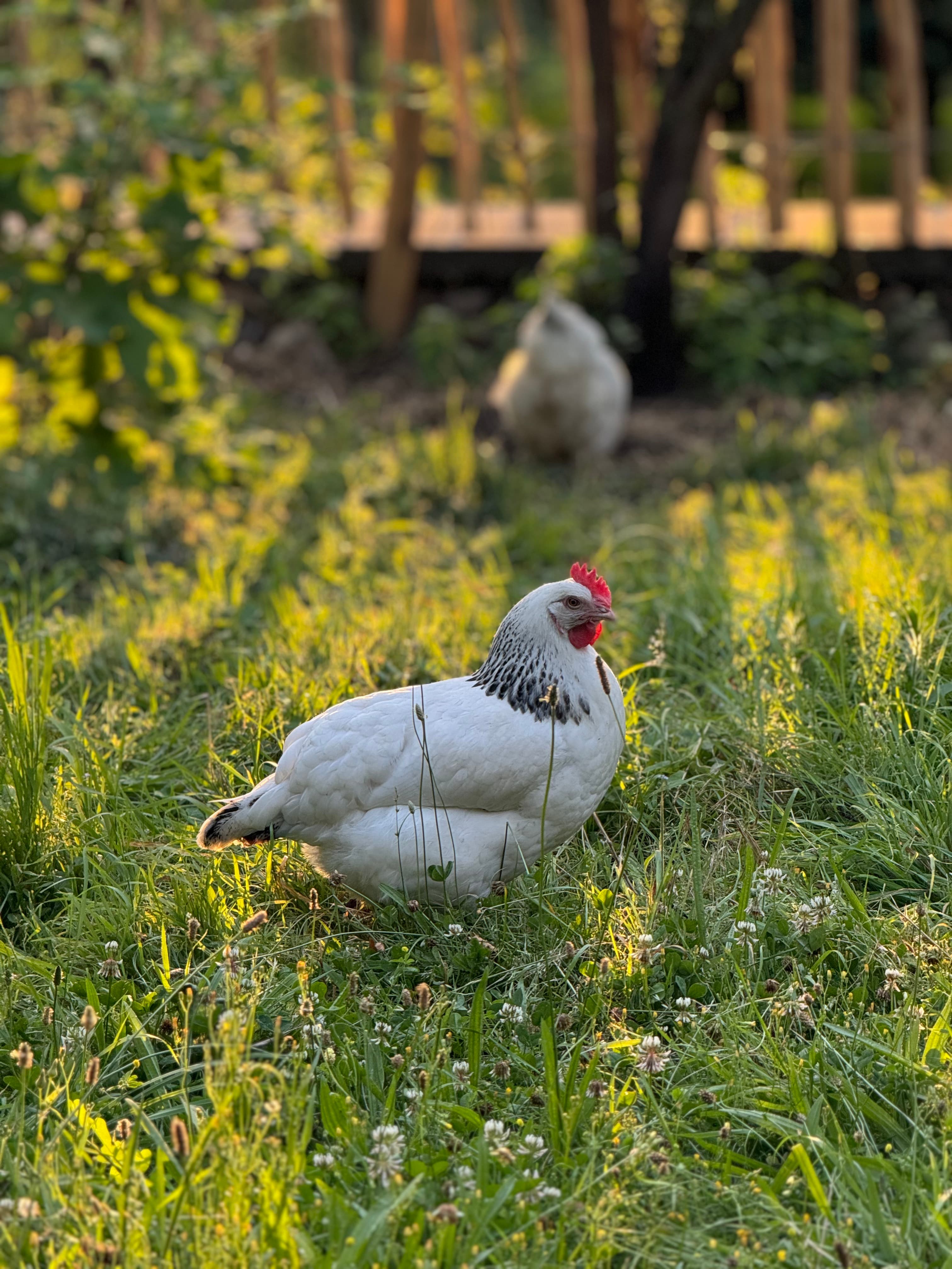White Sussex chicken standing in tall green grass bathed in warm golden hour sunlight.