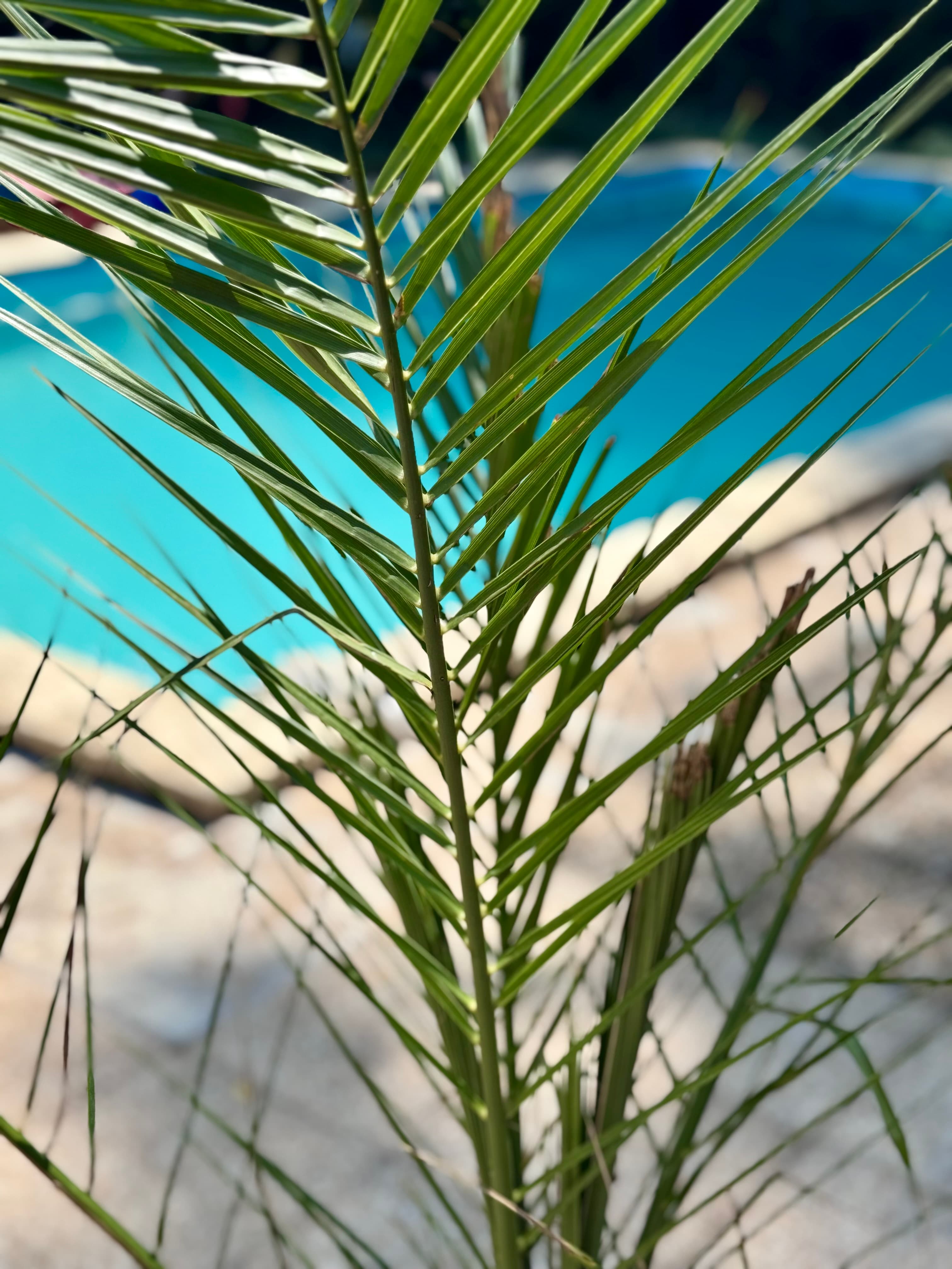 Close-up of green palm leaves with a blurred blue swimming pool in the background.