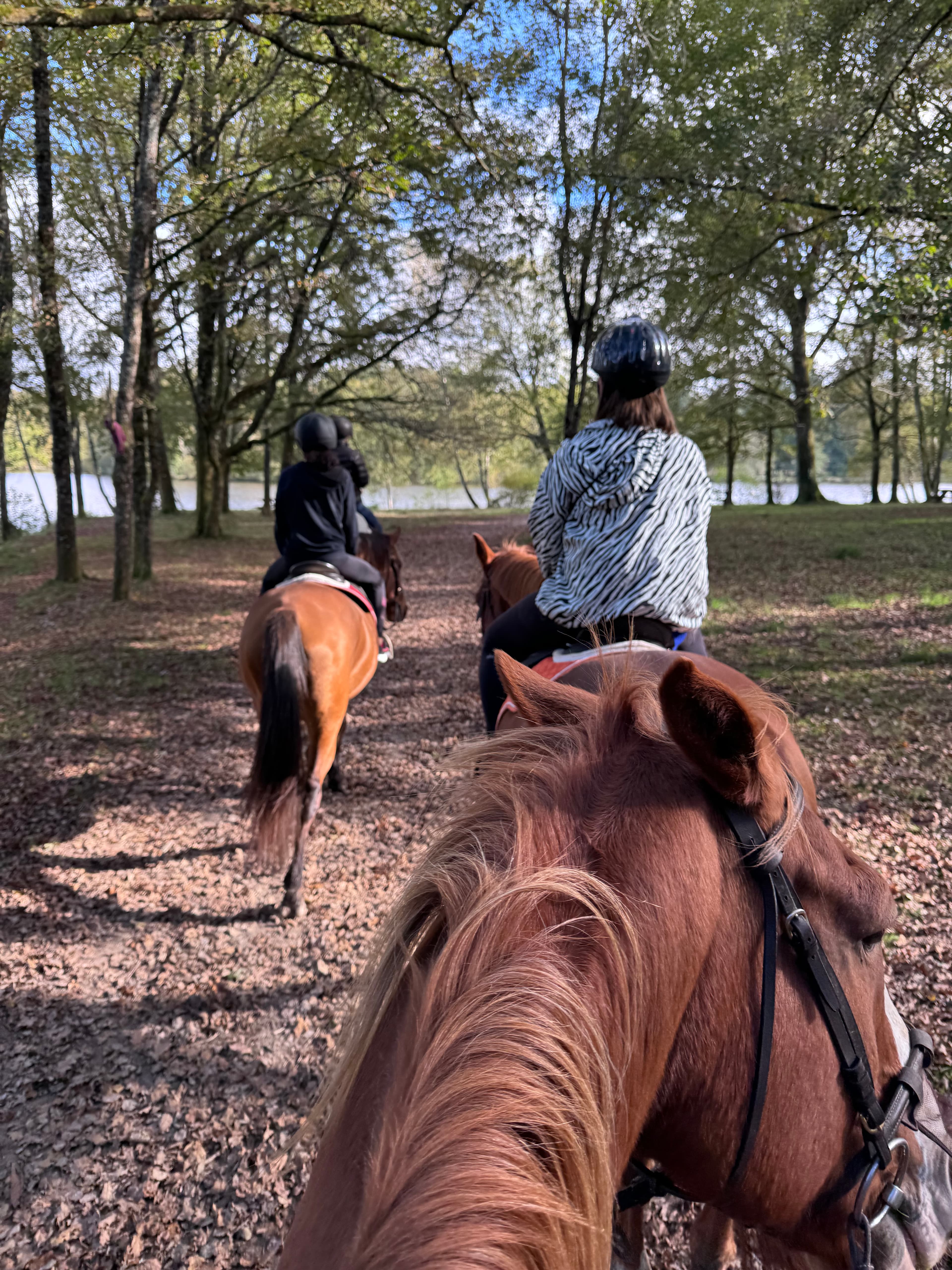 View from the back of a horse following other riders through a wooded trail.