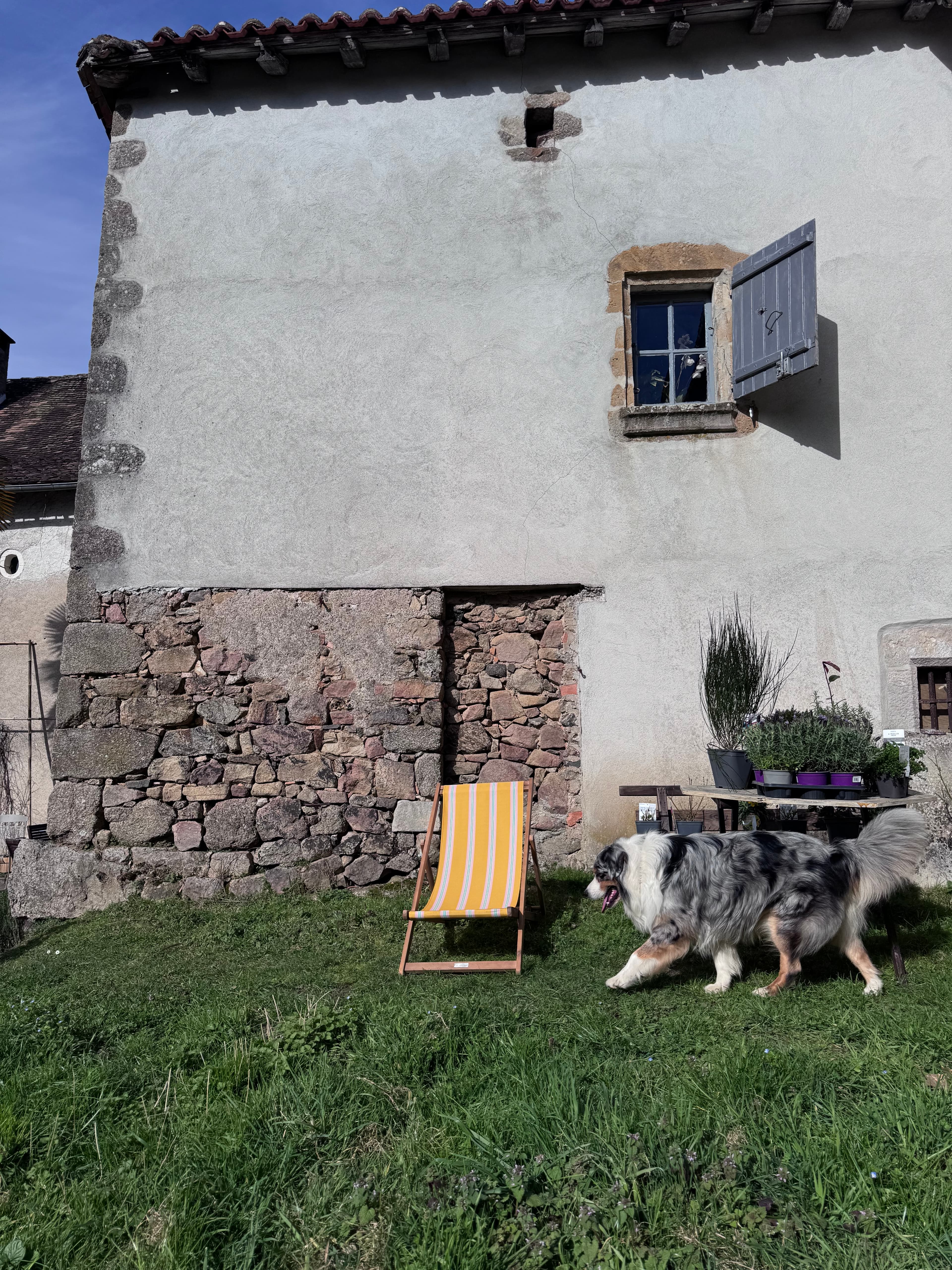 Fluffy merle dog on grass beside a stone wall and yellow striped deck chair.